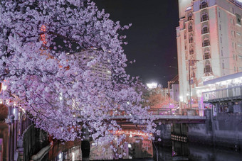 ookawa为banard晚上樱花