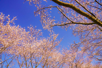 樱桃<strong>花朵</strong>完整的布鲁姆蓝色的天空细天气便宜的机场