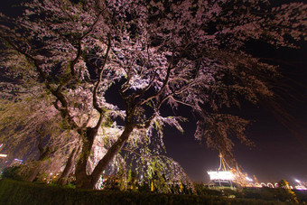 樱桃花朵比川丸山下式公园