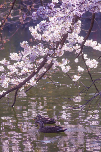 鸭樱桃花朵游泳池塘