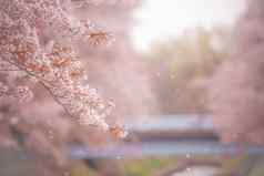 樱花暴风雪yoshimoji绿色区域公园