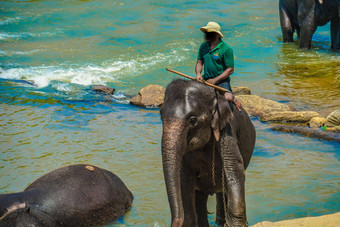 大象孤儿院斯里兰卡斯里兰卡羽片损失