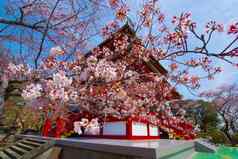 春天takatoyama横滨城市神奈川县