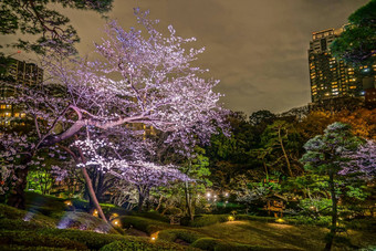春天日本花园图像