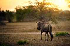 快步非洲日落拍摄羚羊的一种非洲布什