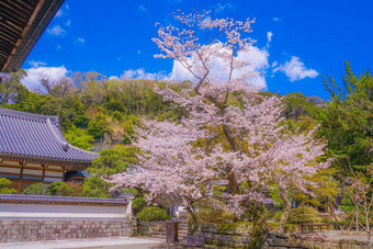 樱桃<strong>花朵</strong>圆寺庙镰仓城市