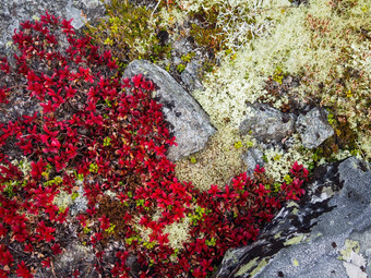 秋天美丽的苔原地毯苔藓明亮的颜色红色的绿色黄色的植物岩石特写镜头纹理