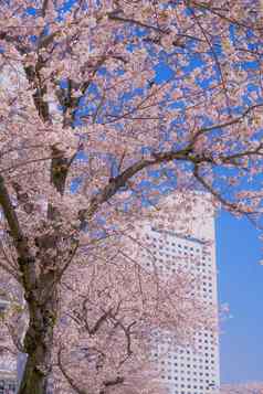 城市完整的布鲁姆城市横滨minato,