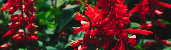 横幅真正的摘要自然照片背景红色的鼠尾草Splendens草本常年宏关闭床上用品边花植物花序花瓣布鲁姆植物研究花园护理夏天太阳一天