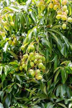 绿色生异国情调的水果荔枝马达加斯加