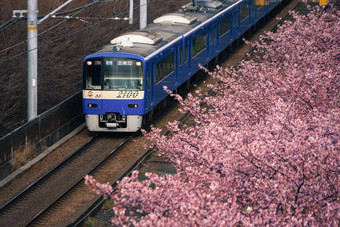 河津樱<strong>花字</strong>符串行三浦海岸