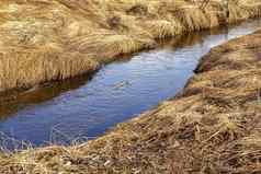 春天景观形式河银行野生村河人口杂草丛生的棕色（的）草
