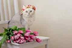 美丽的白色猫皇冠粉红色的花坐在花束粉红色的郁金香光背景