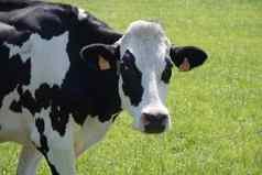 黑色的白色牛吃草草地阳光明媚的夏天一天吃绿色草