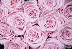 纹理粉红色的玫瑰味蕾自然花背景