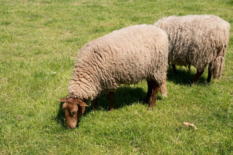 棕色（的）羊吃草开放绿色草地农业区域<strong>农村生活</strong>