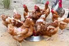很多棕色（的）鸡走家禽院子里吃食物