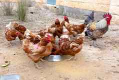 很多棕色（的）鸡走家禽院子里吃食物