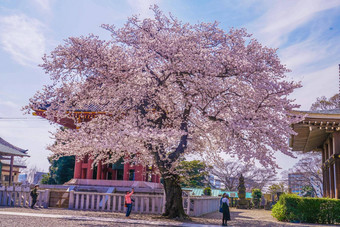 樱桃<strong>花朵</strong>完整的布鲁姆池上洪曼寺庙