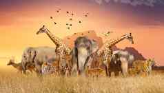 世界野生动物一天组野生野兽聚集大牛群开放场晚上金太阳闪亮的