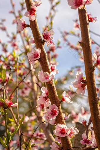 桃子花朵春天