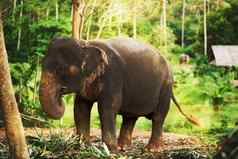 野生心拍摄大象走丛林一天吃植物