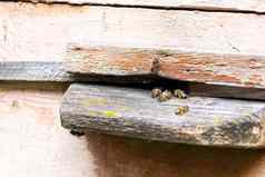 蜜蜂进入蜂巢白色蜂巢