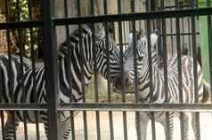 动物圈养白色条纹斑马内部笼子里阿里普尔动物花园加尔各答西孟加拉印度南亚洲