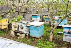 行荨麻疹分支机构樱桃花朵养蜂场春天阿佩里尔蜜蜂收集花粉白色花花园