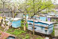 行荨麻疹分支机构樱桃花朵养蜂场春天阿佩里尔蜜蜂收集花粉白色花花园