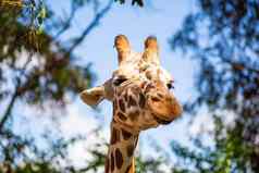 长颈鹿生活以色列动物园特写镜头长颈鹿吃
