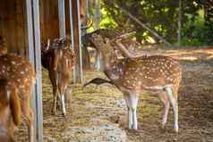 梅花鹿鹿动物走动物园