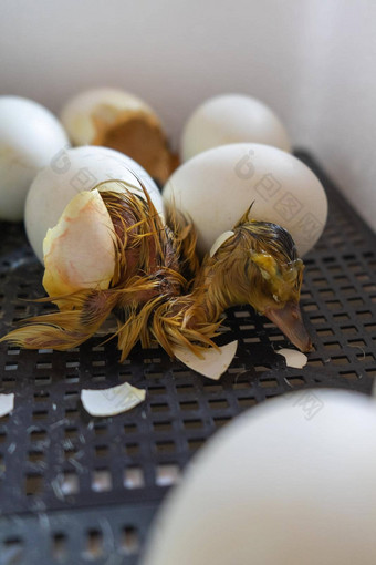 过程孵化鹅鸡蛋孵化器关闭裂纹蛋鸭出生