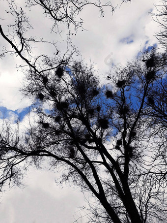 乌鸦巢树