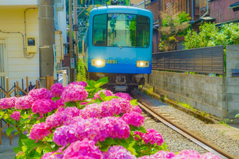 绣球花Enoshima电铁路