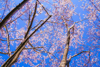 樱桃花朵完整的布鲁姆蓝色的天空细天气便宜的机场