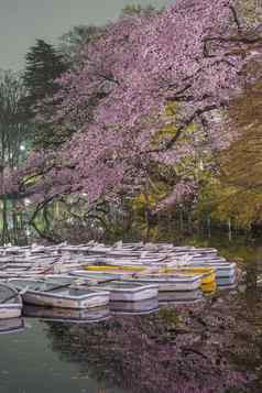 inokashira公园晚上樱花船