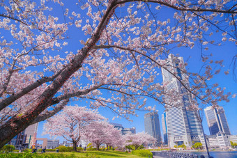 城市完整的布鲁姆城市横滨minato,