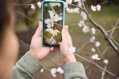 特写镜头手持有移动电话采取照片开花杏树春天开花树布鲁姆移动电话生活视图模式