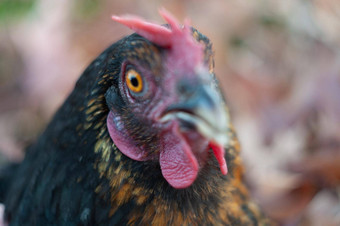 特写镜头肖像黑色的母鸡惊讶母鸡橙色眼睛
