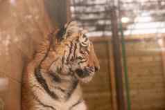 配置文件肖像孟加拉老虎豹属tigristigris老虎放松早....野生动物坐着玻璃
