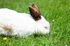 白色可爱的兔子棕色（的）鼻子吃草草坪上毛茸茸的宠物复活节兔子