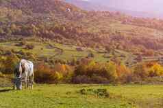 喀尔巴阡山脉的山景观放牧牛