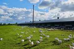 快乐免费的拍摄群鸡优雅的走绿色草场农场