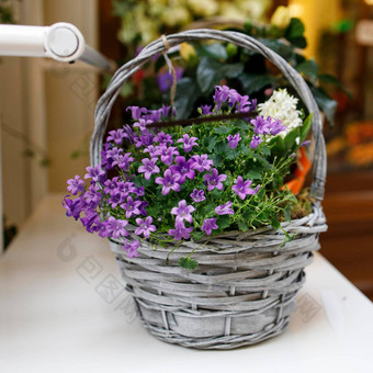风铃西葫芦报春玫瑰紫色的贝尔花柳条篮子出售花商店