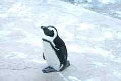特写镜头美丽的企鹅动物公园