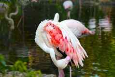 美丽的粉红色的火烈鸟清洗羽毛海岸池塘