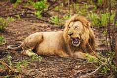 满足王完整的长度拍摄狮子平原非洲