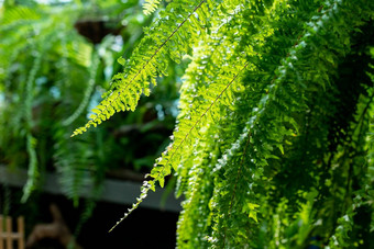 各种绿色蕨类植物蕨类植物热带森林自然绿色热带纹理不同明亮的绿色叶树叶新鲜的异国情调的植物模式摘要自然异国情调的丛林背景