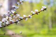 樱桃花朵白色花瓣春天阳光明媚的一天特写镜头粉红色的樱桃开花树分支机构分支樱花花